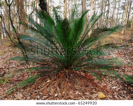 Cycads Species