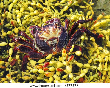 Red Rock Crab, Plagusia chabrus in a tide pool in Australia