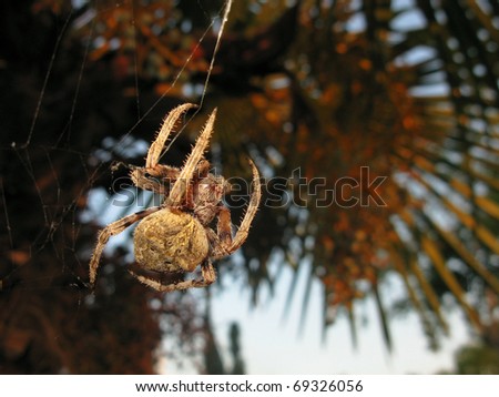 a big spider in its net below a palm tree in spain
