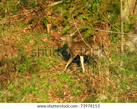 white tailed deer, odocoileus virginianus, in warm evening light in forest