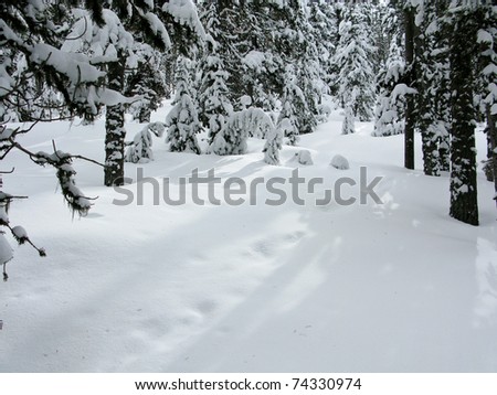 forest in winter covered by snow with shadows and sunshine