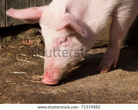 head of a pig searching after food on the ground