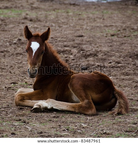stock photo A brown horse foal with white facial marking sitting on the