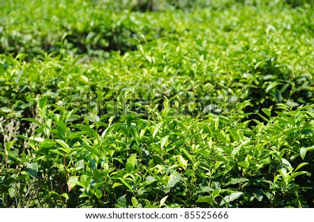 Several green tea plants on a plantation in japan