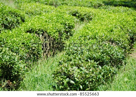 Tea plantation in Japan with several rows of green tea plants
