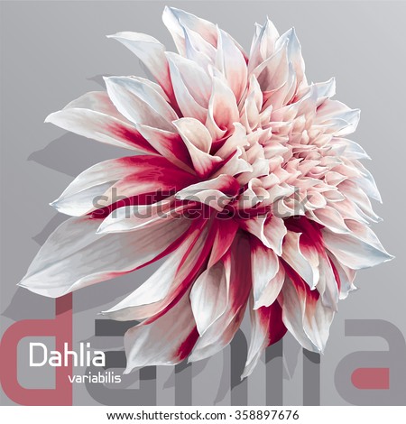 Luxurious red-white garden Dahlia flower (Dahlia variabilis) - photo-real vector drawing on neutral grey background