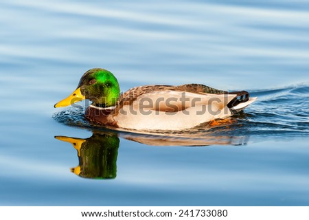 Male example of mallard gently swims in the blue calm water of a lake, with sunset light