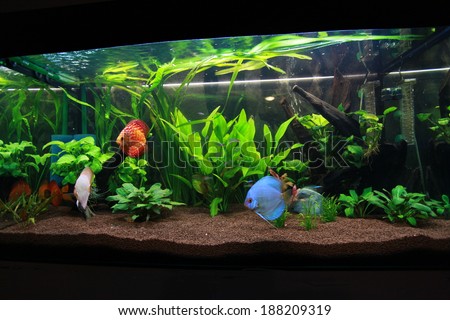 Amazonian aquarium with discus fishes