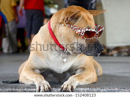 Cool looking dog with sunglasses