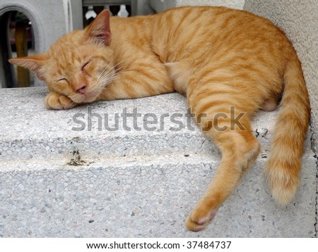Sleeping cat lying on a step in a temple in Bangkok, Thailand. Image by Kevin Hellon
