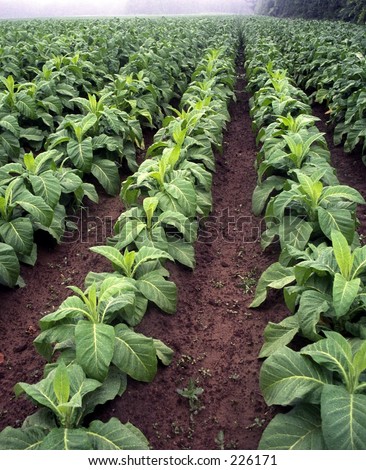Tobacco Crops