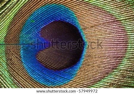 Peacock Feather Close Up