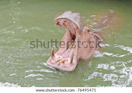 Hippopotamus with the opened mouth.