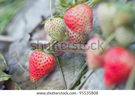 Fresh ripe strawberries in Strawberry Field.