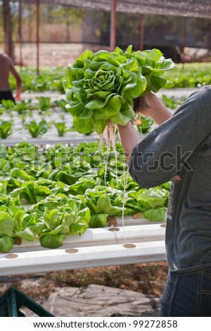 Hands holding hydroponics vegetable(Butter head)