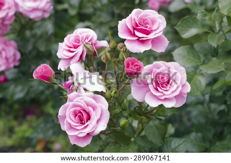 Pink rose bush / Flower background / Rose close-up / Macro flower