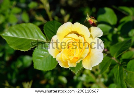 Yellow rose bush / Flower background / Rose close-up / Macro flower