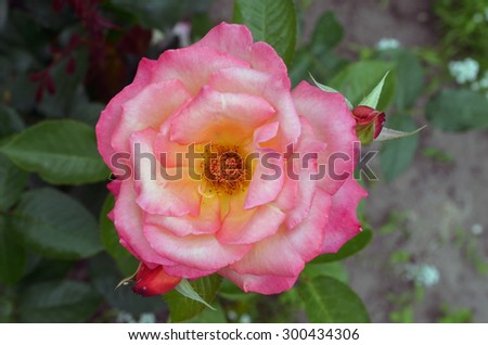 Pink rose bush / Flower background / Rose close-up / Macro flower  (shallow depth of field)