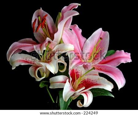 Pink & white plus red & white lilies against a black background.