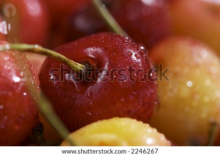 macro view: red ripe cherry decorated waterdrops