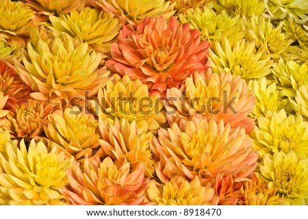 bunch of yellow flowers, holiday background, congratulations!