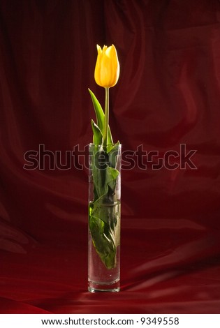 flower series: yellow tulip\'s bunch of flowers