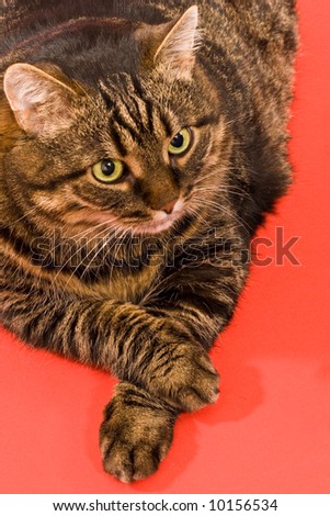 domestic animal: fanny cat on the red background