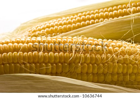 vegetable series: macro picture of golden corn