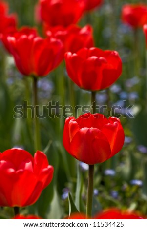 flower series: red tulip\'s field texture in spring