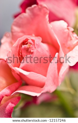 flower series: macro picture of tenderness rose