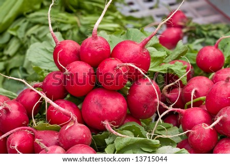 food series: freshly grown red radish on market