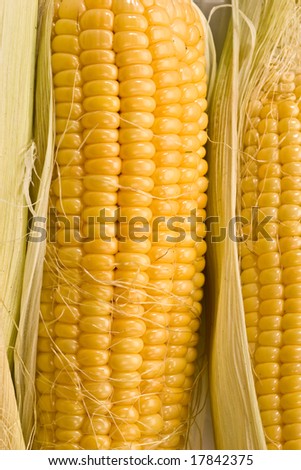 vegetable series: macro picture of golden corn