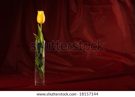 flower series: yellow tulip\'s bunch of flowers