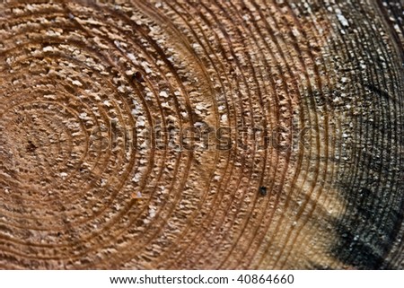 texture series: fresh wooden cut background with circle