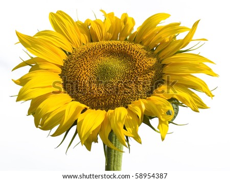 Large sunflower on a white background in the rays of a sun