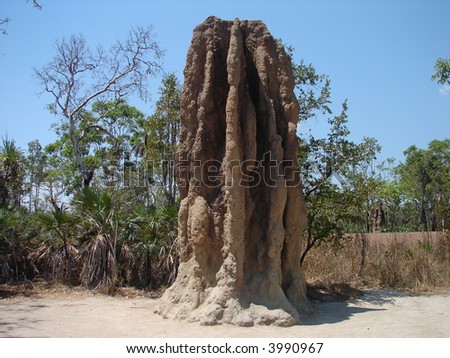 largest termite