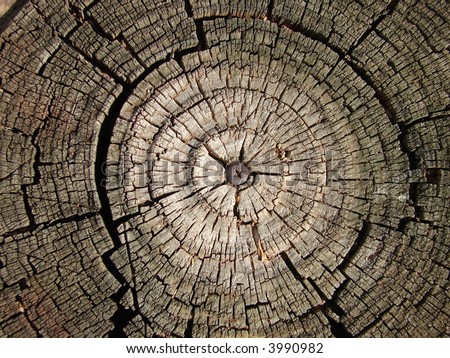 Cross-section of the old tree with Nail