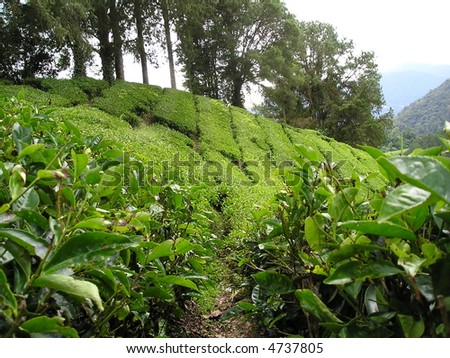 way into tea plantation in Asia