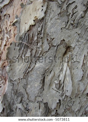 Skin Tree