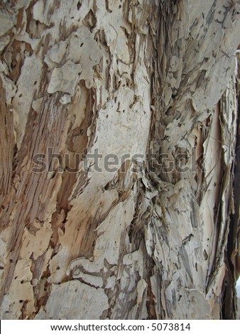 Peel skin? Tree bark in Australia