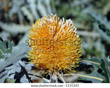 A native Australian flower---Banksia Menzies(like bottlebrush)