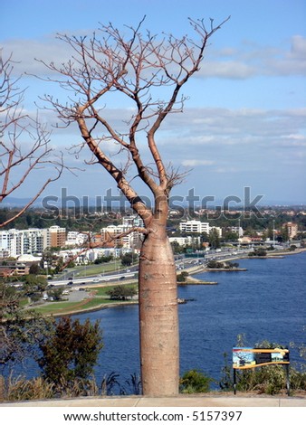 Remarkable Carrot -shaped tree in Kings Park- Perth
