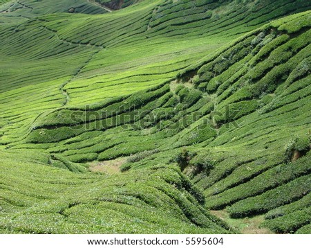 Tea plantation on hill in Asia