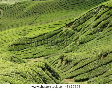 the formation of tea plantation in asia