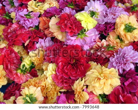 Assorted Flowers closeup,ready for flowers spa bath