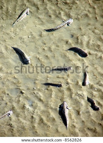 Dying fish in mud due to pollution