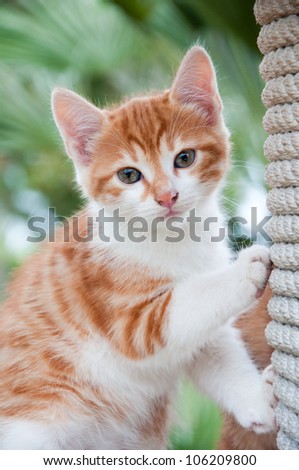 Portrait of a ginger kitten on the nature