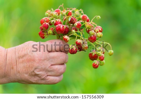 Bunch of ripe strawberries in a female hand