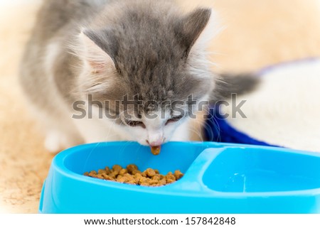 The kitten is eating dry food from a plate