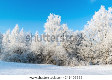 beautiful winter forest on a sunny day